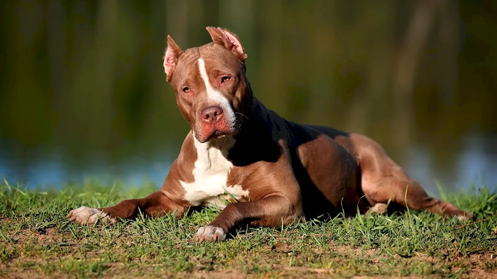 American Staffordshire terrier puppy