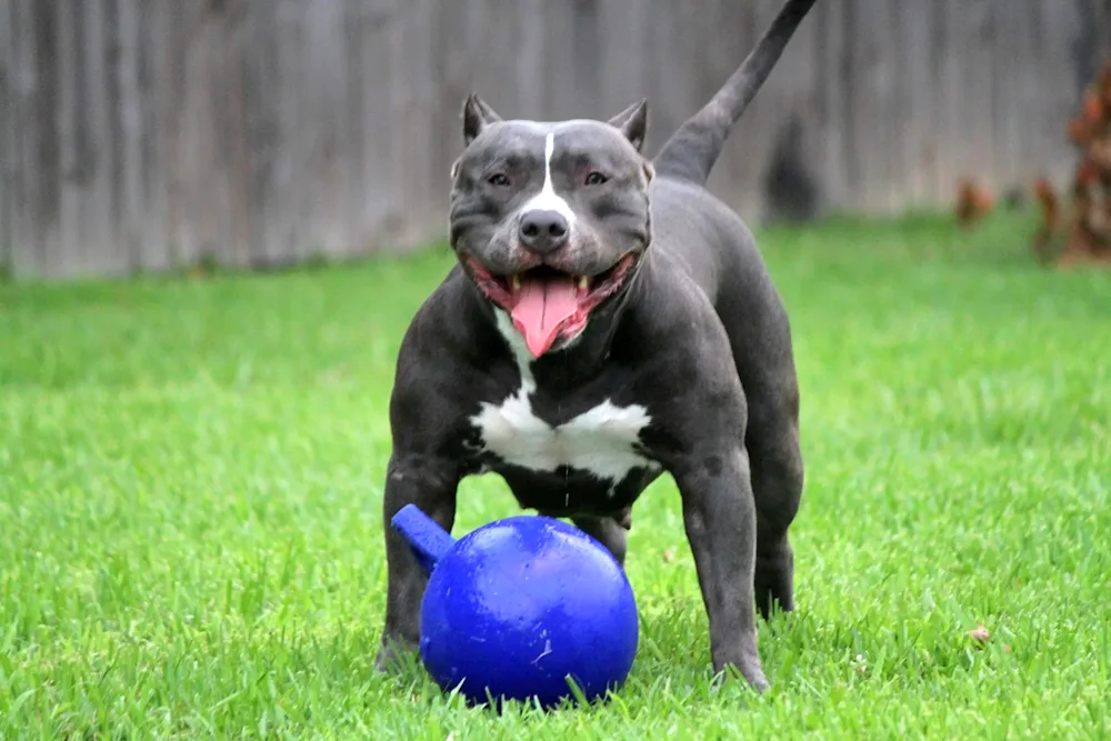 Pit bull breed