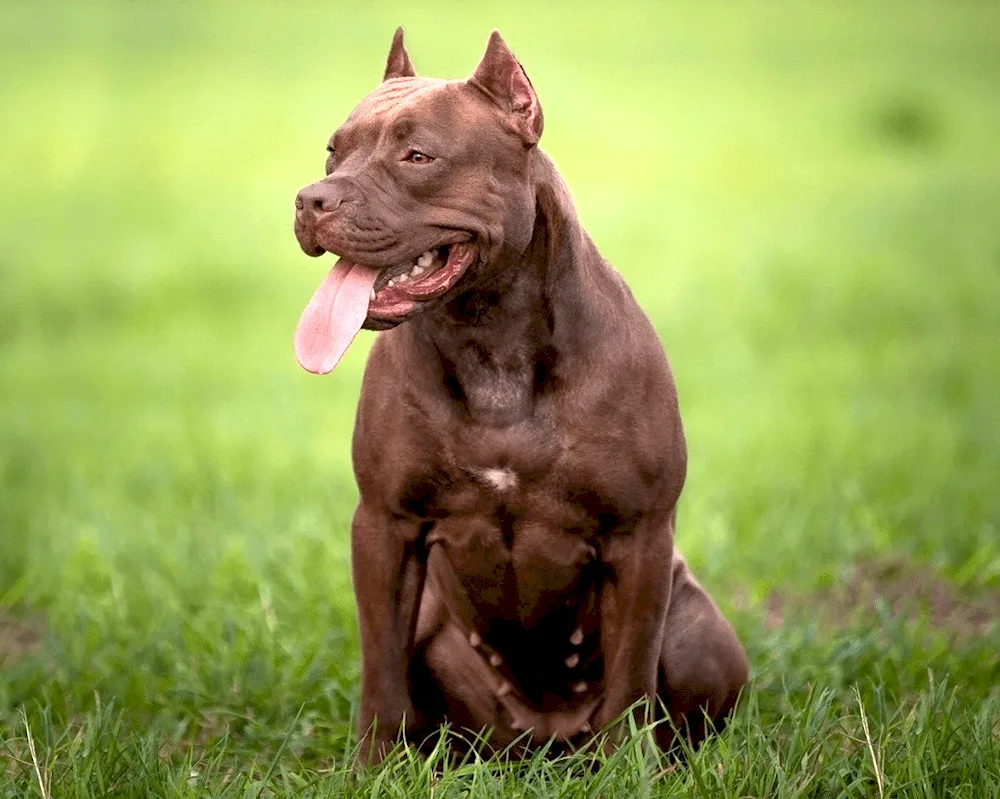 Canine. Corso dog breeds