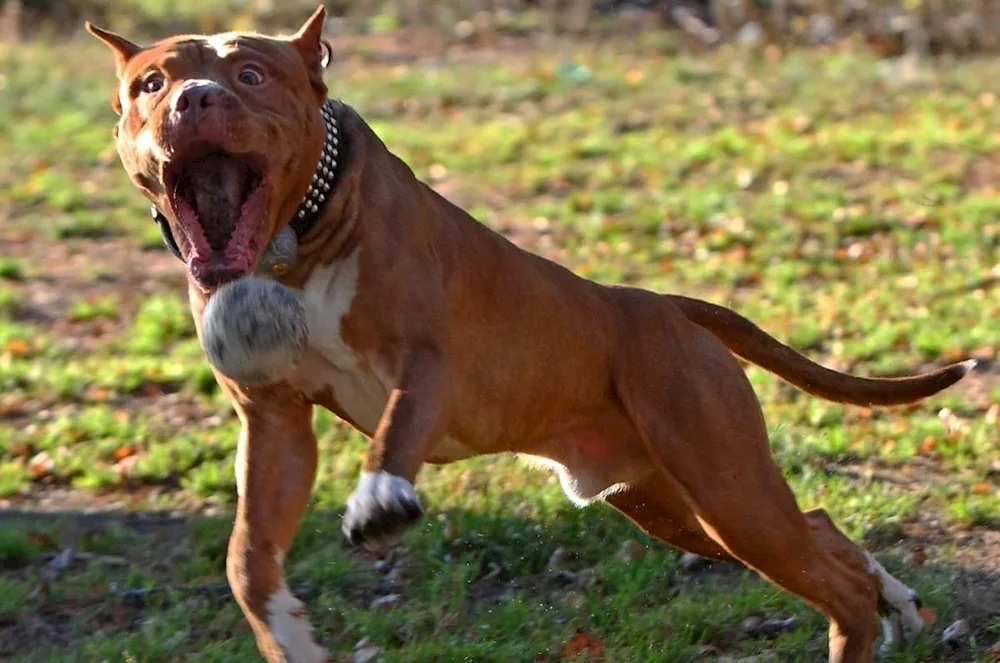 Staffordshire bull terrier black