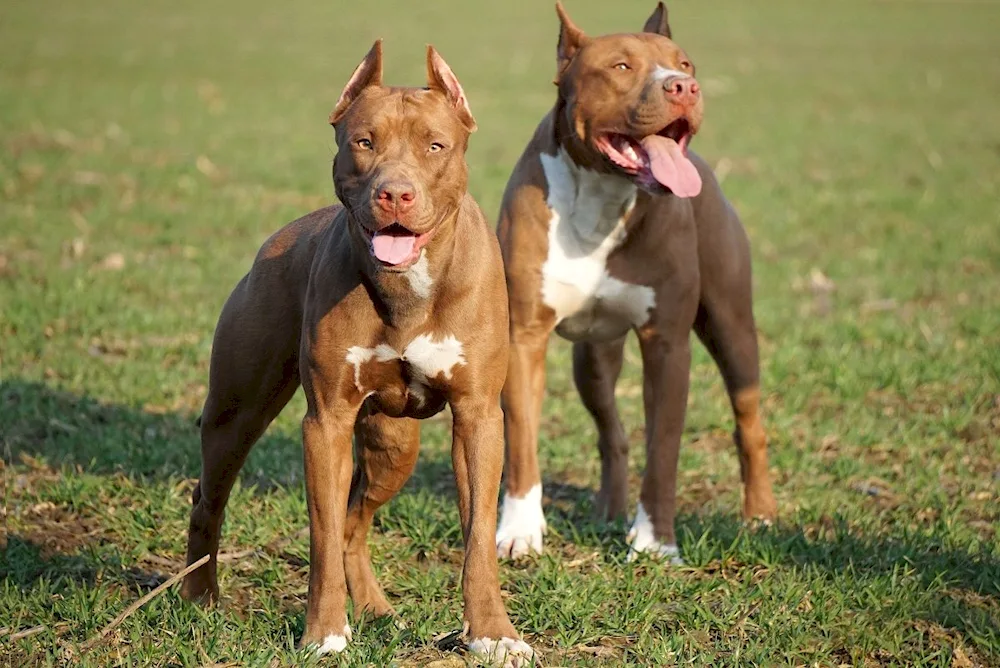 American Staffordshire Terrier black