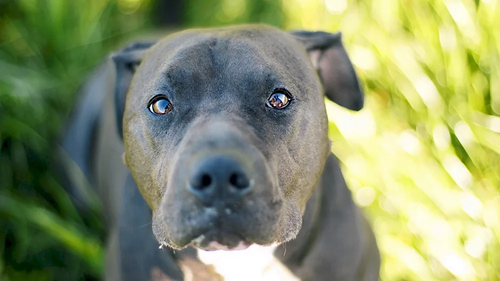 American Staffordshire terrier black