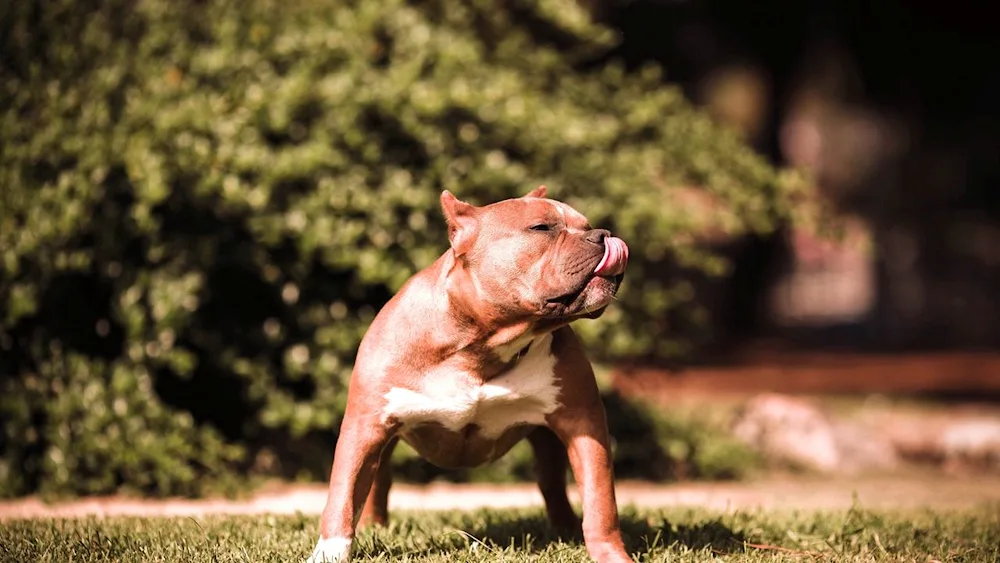 American pit bull terrier