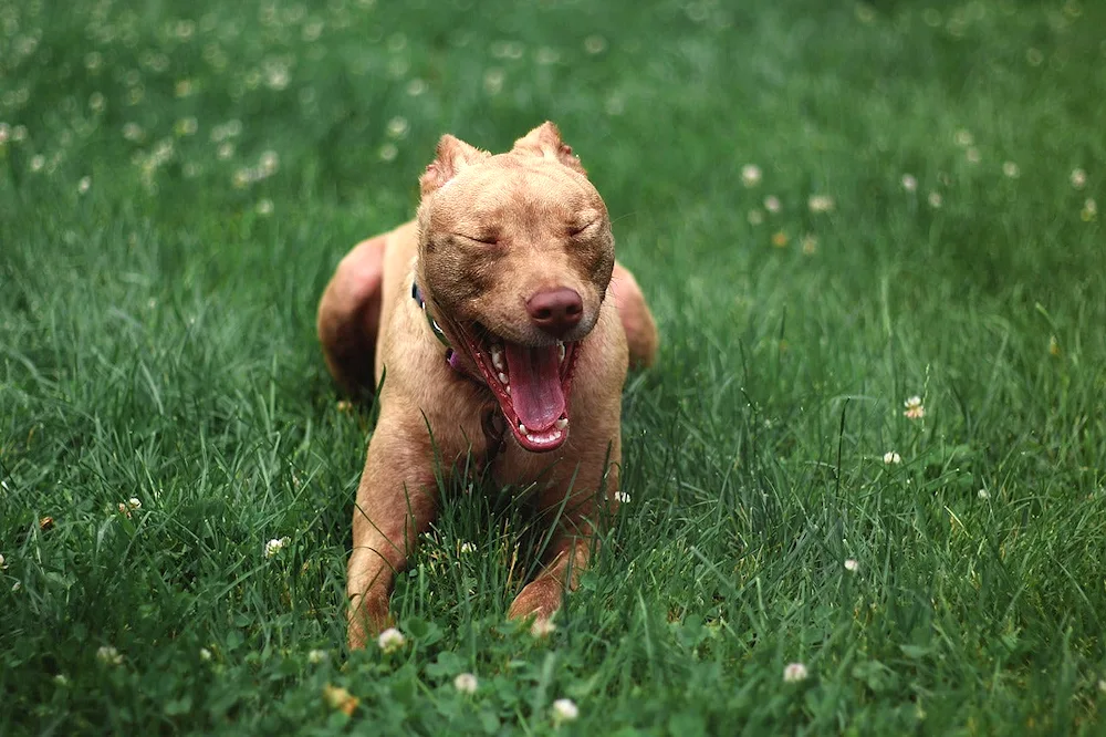 American Pit Bull Terrier