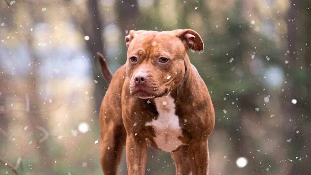 American pit bull terrier