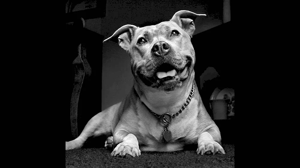 American pit bull terrier