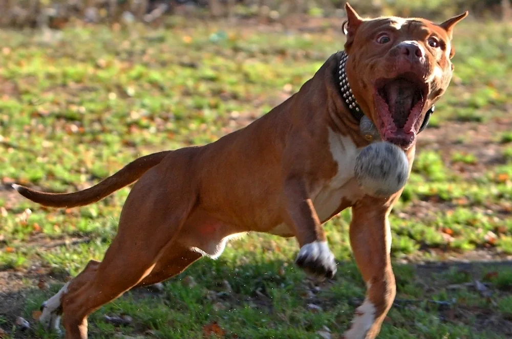 American Pit Bull Terrier