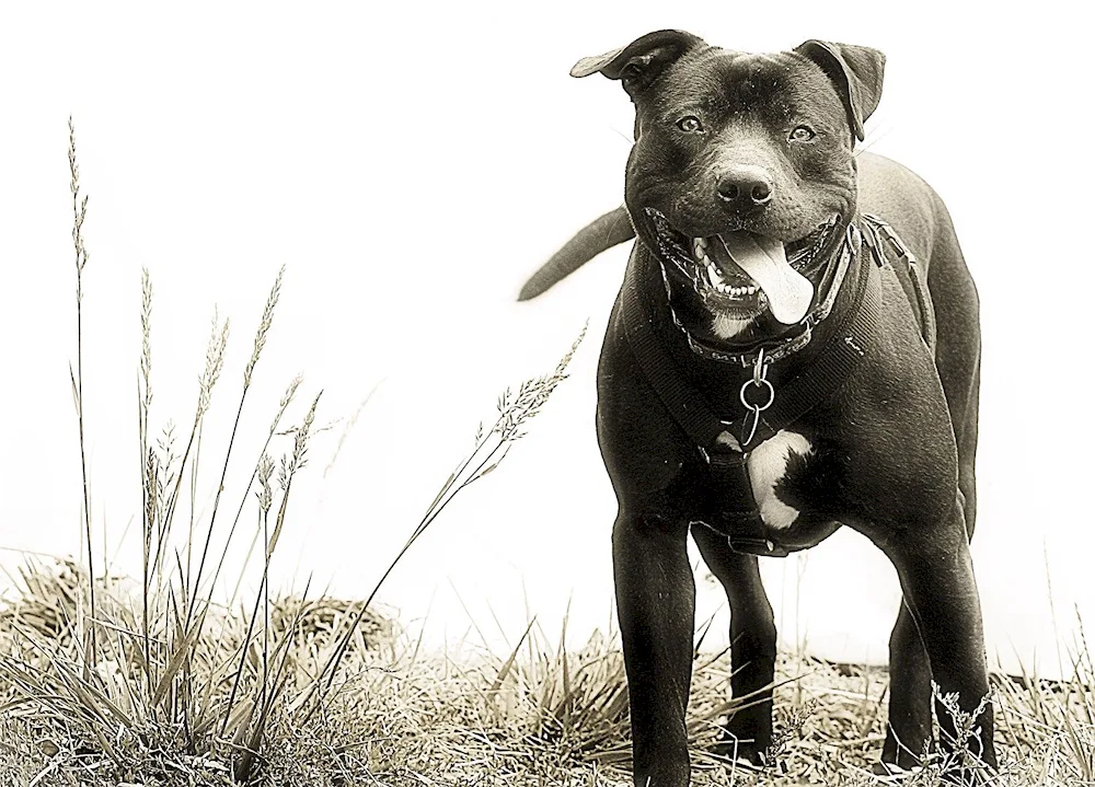 American pit bull terrier