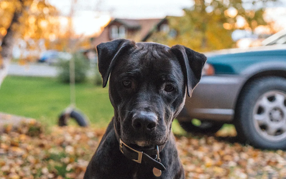 American pit bull black