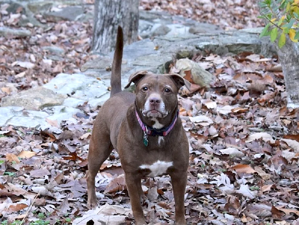 Pit bull and bull terrier métis