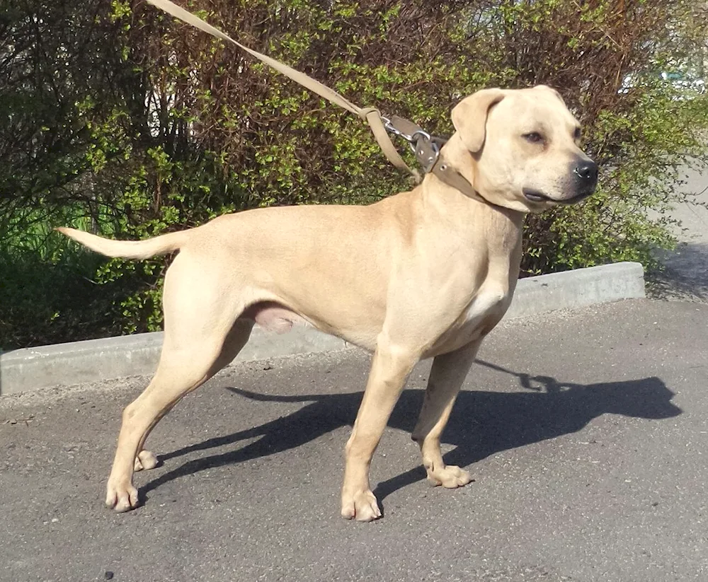 American Pitbull terrier uncut