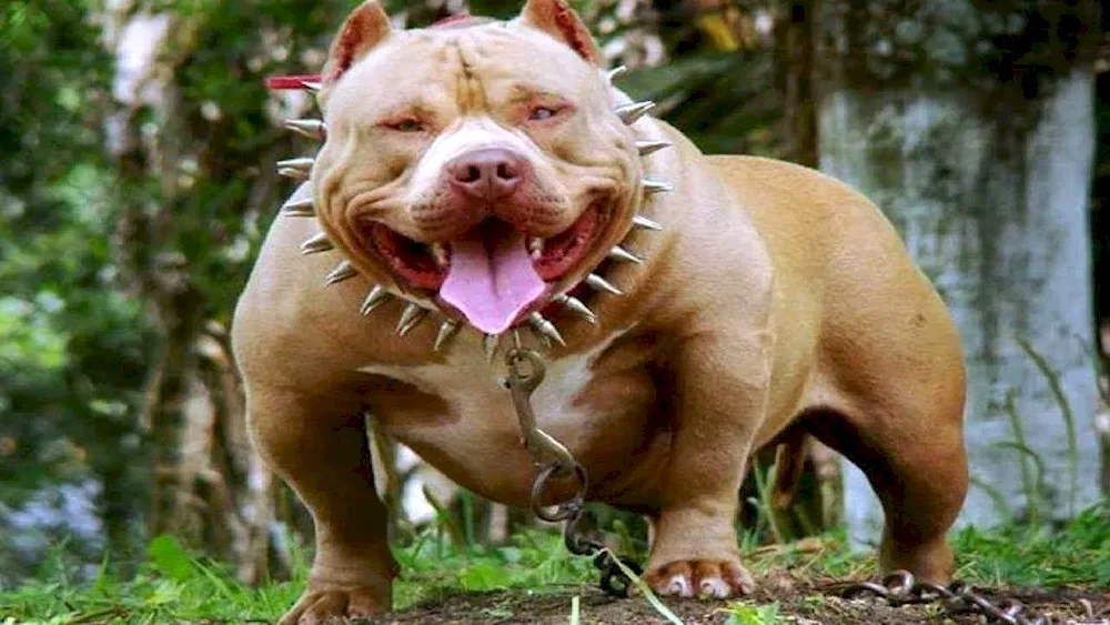 American Pit Bull Terrier dangerous dog