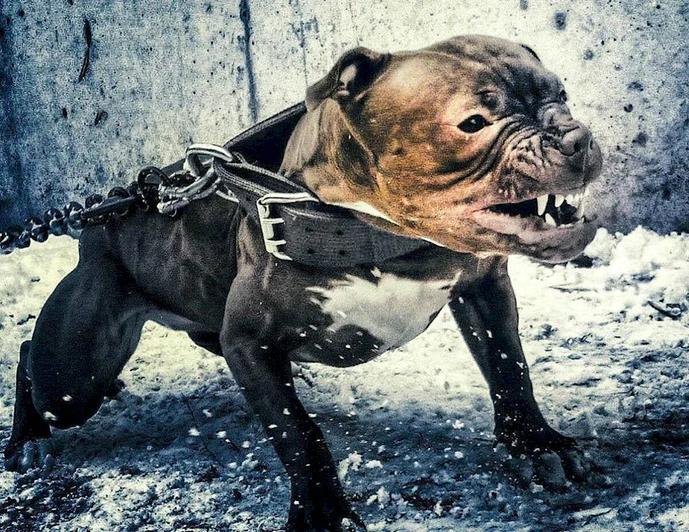 American pit bull terrier dangerous dog