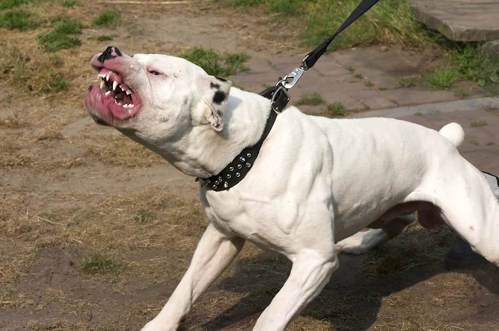 American pit bull terrier is a dangerous dog