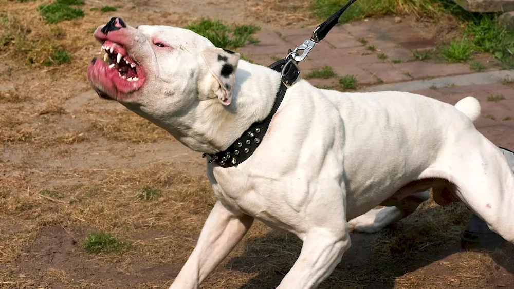 Starotypical English Bulldog