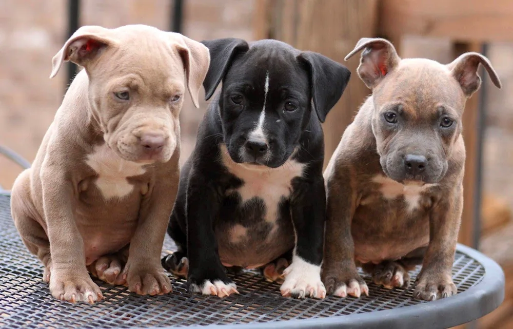 American Pit Bull Terrier puppies