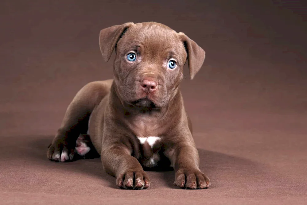 Staffordshire terrier white