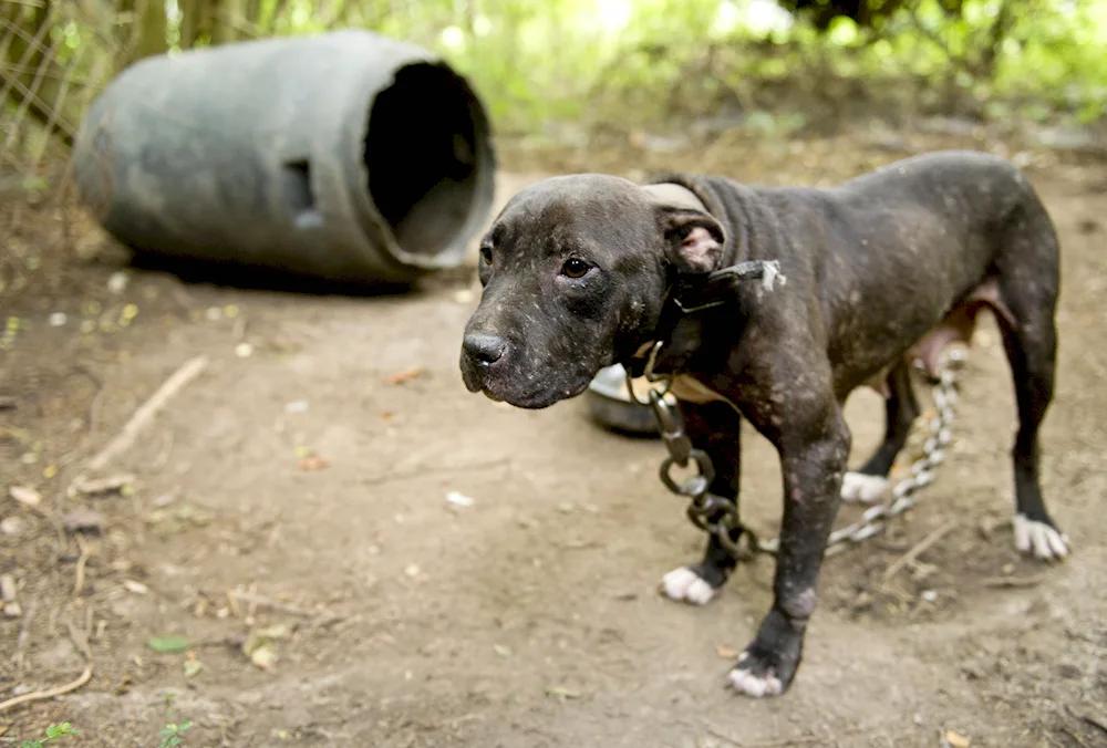 American pit bull terrier dog fighting with