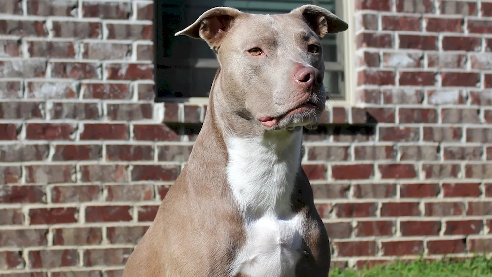 American Staffordshire terrier white