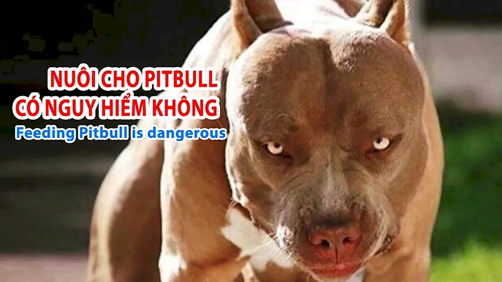 American pit bull terrier is a dangerous dog