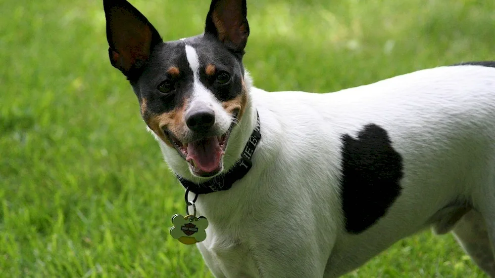 American Ret Terrier