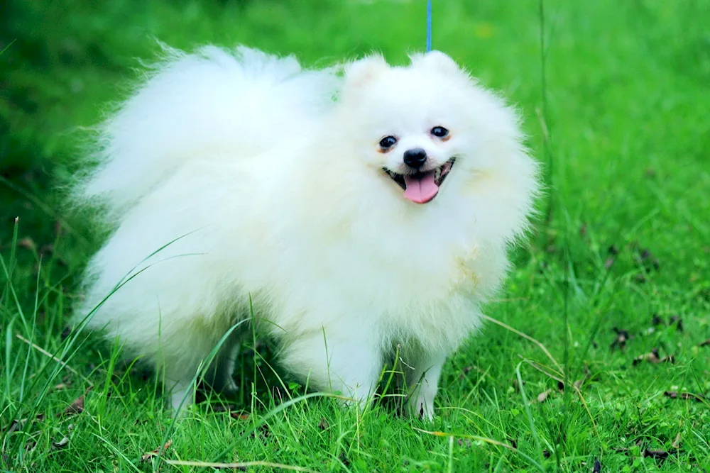 Korean Yellow Spitz