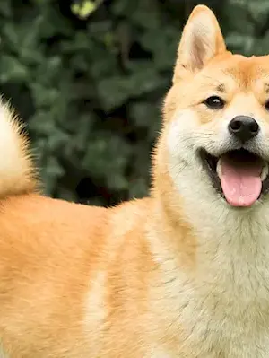 American Shiba Inu