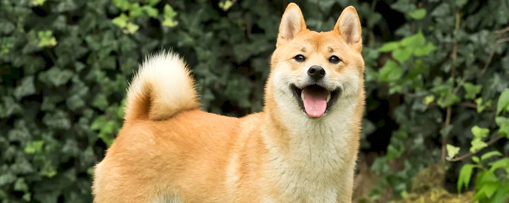 American Shiba Inu