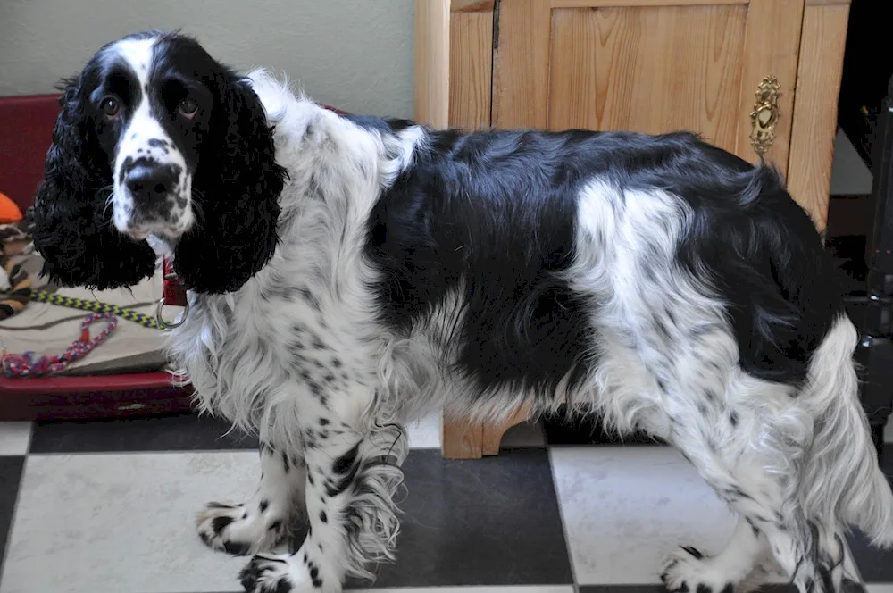 American Springer spaniel
