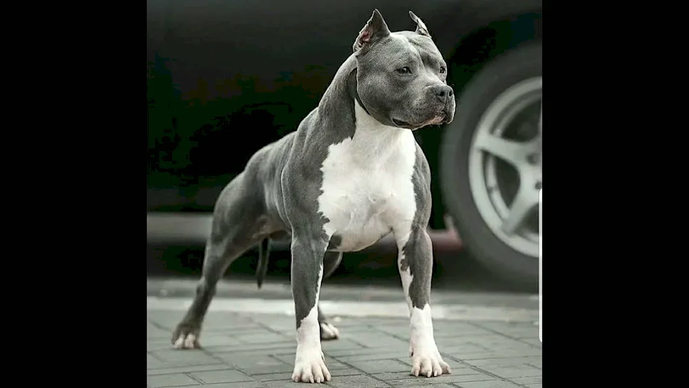 American Staffordshire terrier tiger Bullie