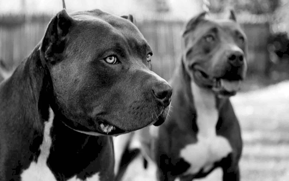 American Staffordshire terrier