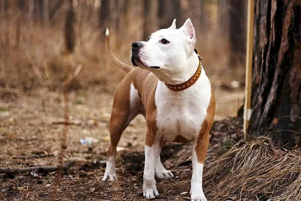 Staffordshire terrier Bullie