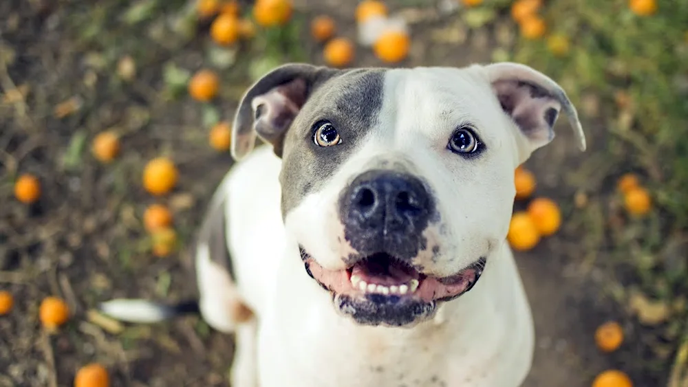 American Staffordshire Terrier white