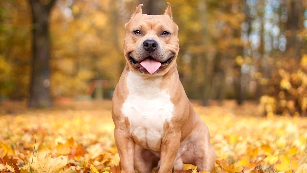 American Staffordshire Terrier