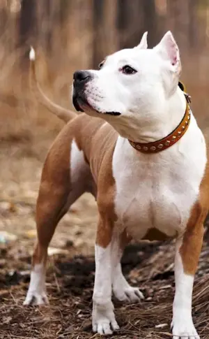 American Staffordshire Terrier