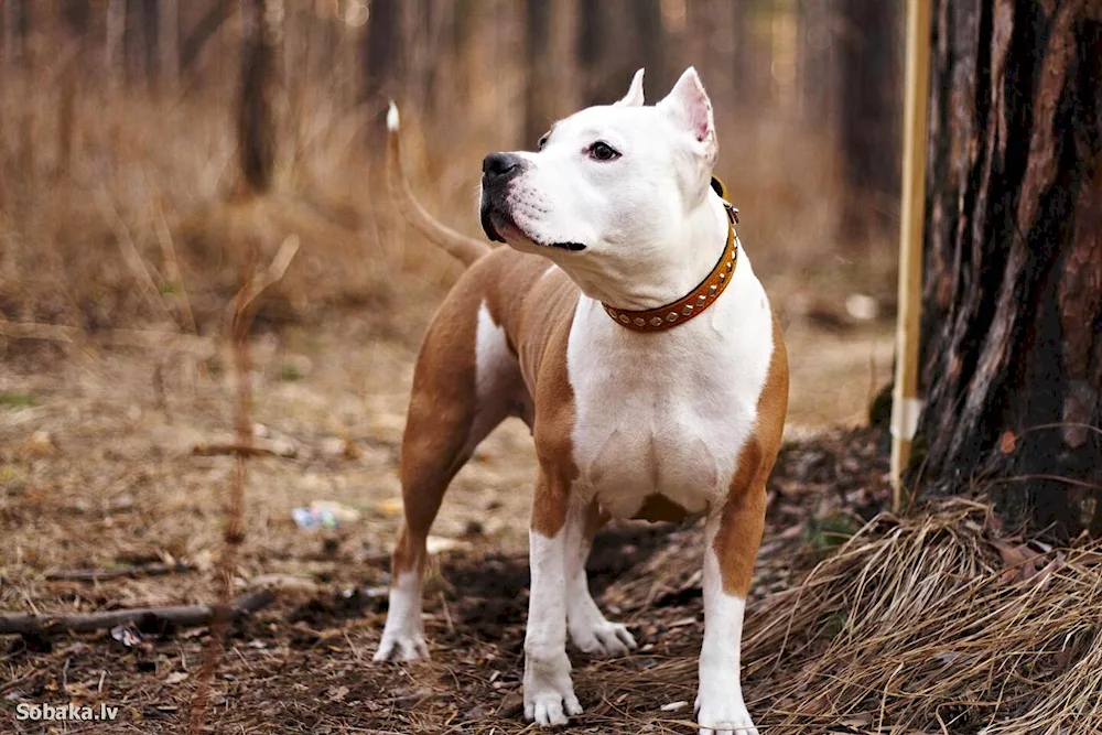 American Staffordshire Terrier