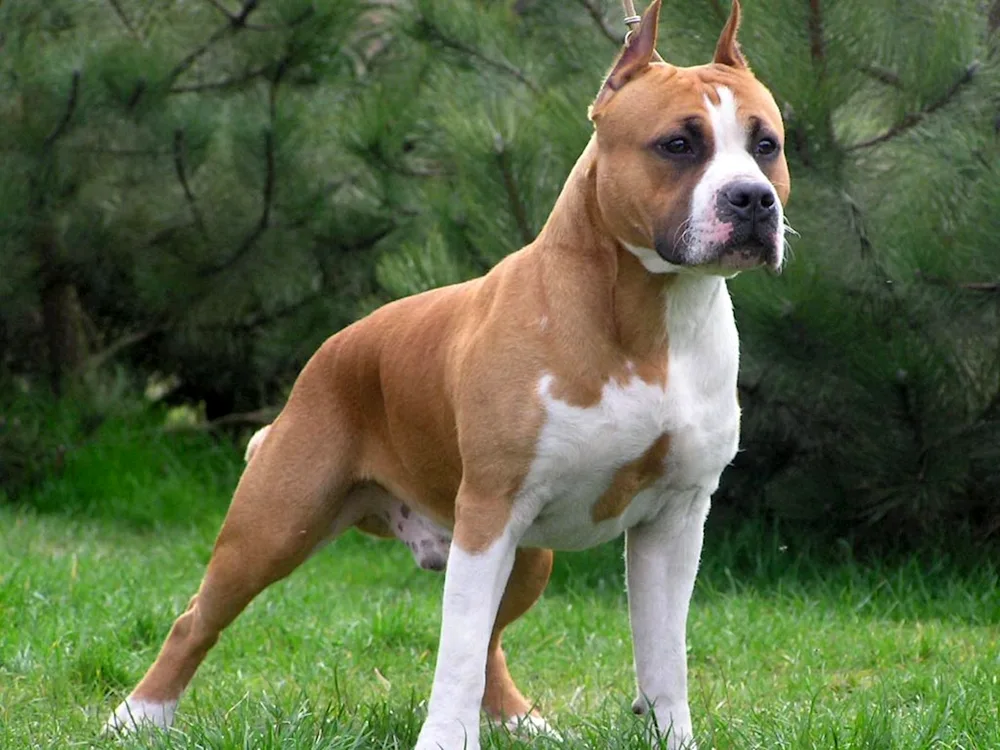 American pit bull terrier