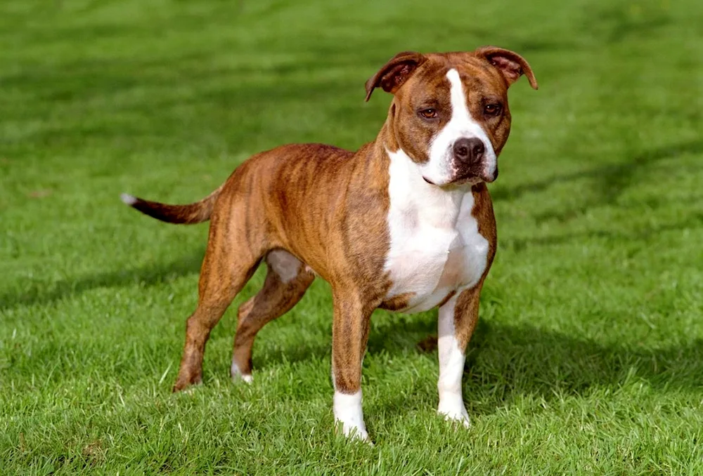 American Staffordshire terrier fighting