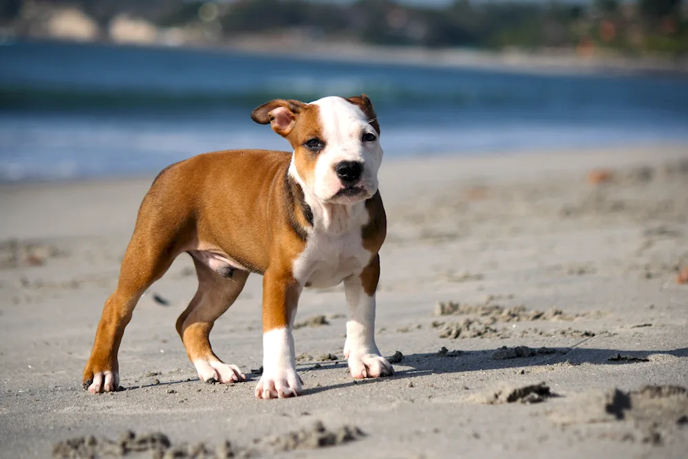 American Staffordshire terrier