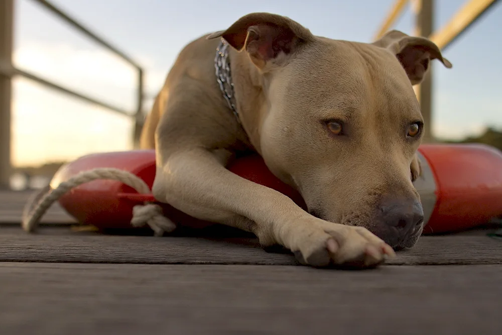 American Staffordshire Terrier