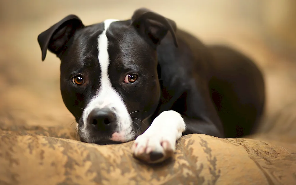 American Staffordshire Bull Terrier