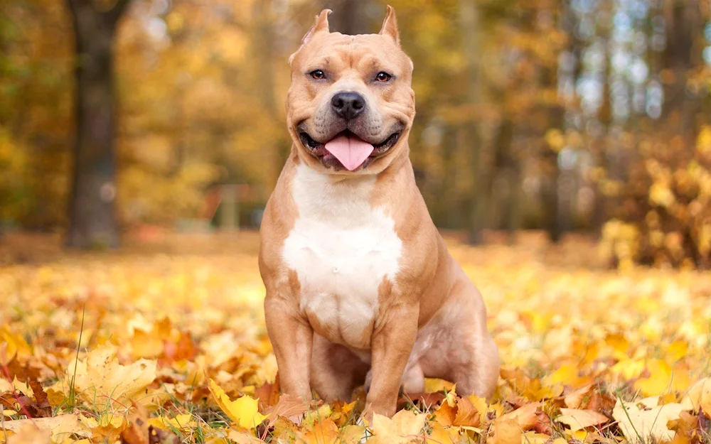 American Pit Bull Terrier