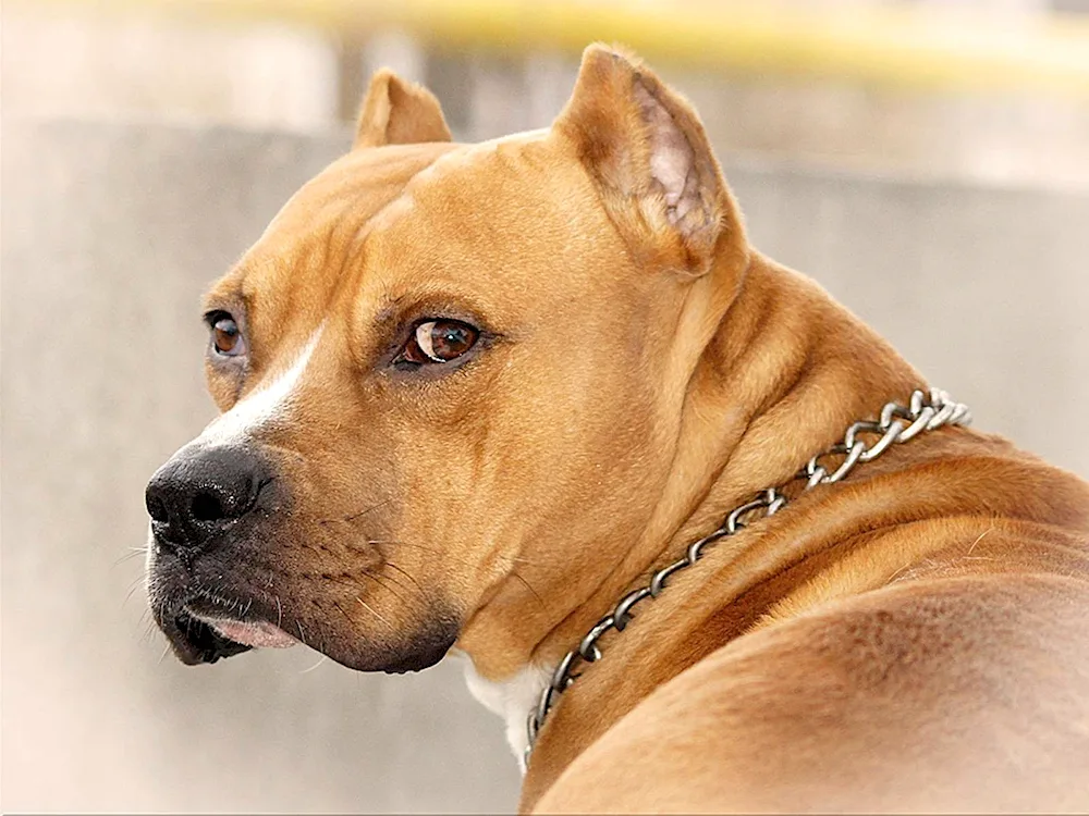 American Staffordshire terrier