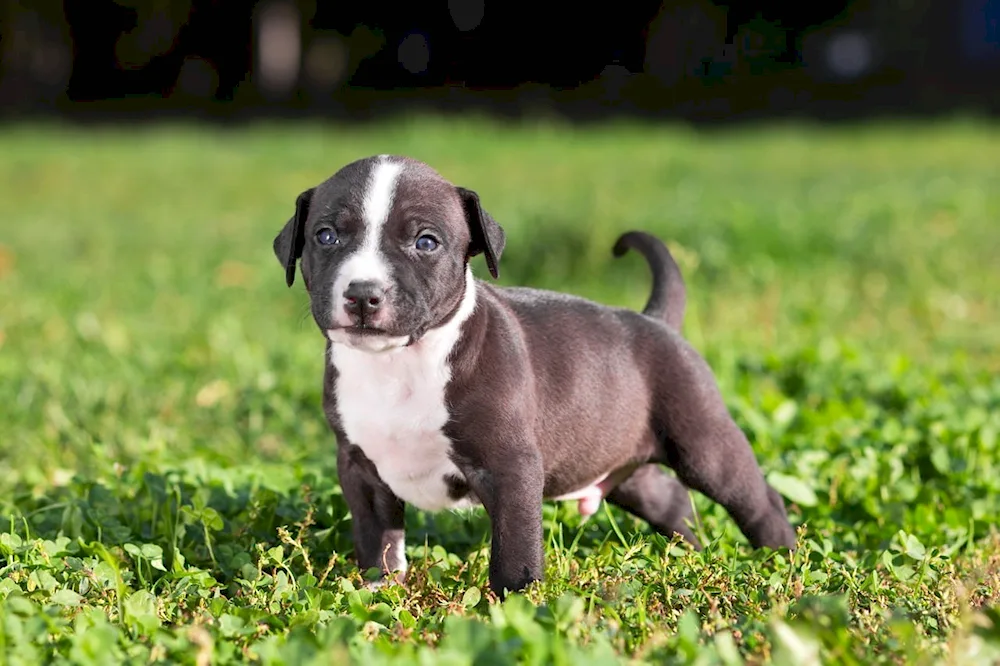 American Staffordshire Terrier