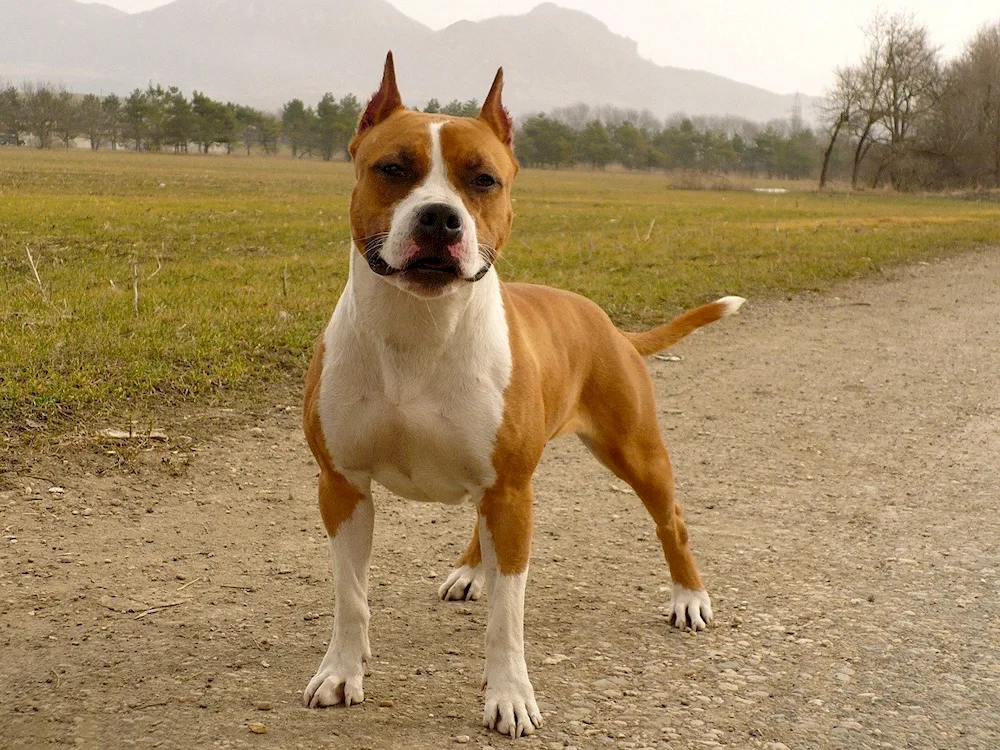 Staffordshire Bull Terrier Tiger