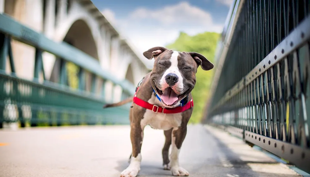 Staffordshire bull terrier blue