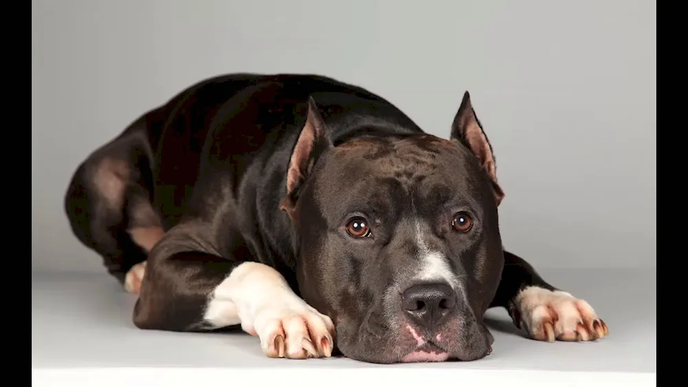 American Staffordshire terrier