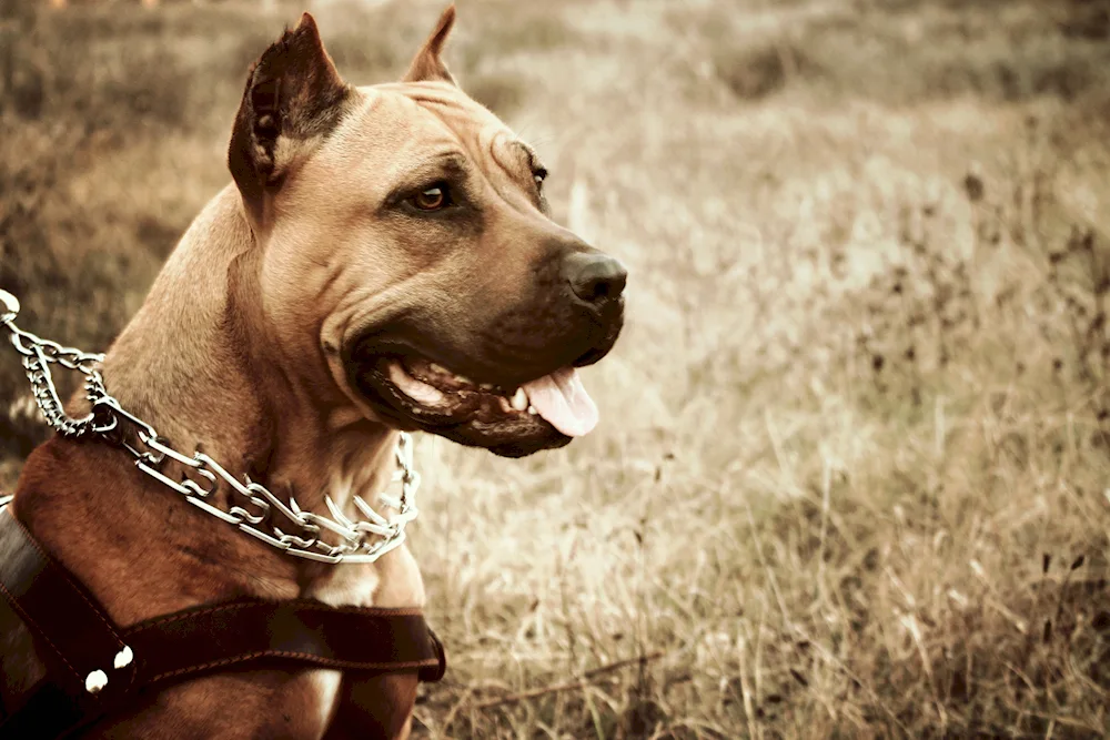 American Staffordshire terrier