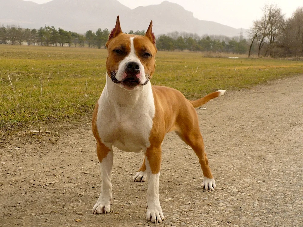 American Staffordshire Terrier