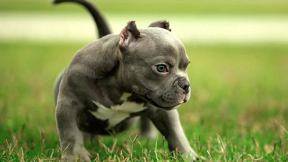 American Staffordshire Bull Terrier grey. Staffordshire Bullie